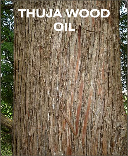 thuja